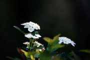 木香花叶子，美丽与功能的完美结合