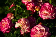 Title: Garden Rose Varieties in English