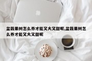 如何养盆栽果树使其又大又甜？