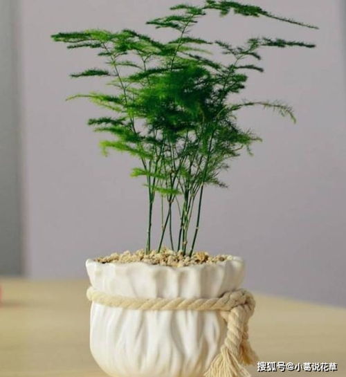 合理施肥后，植物生长茁壮——施肥究竟为植物生长提供了什么？