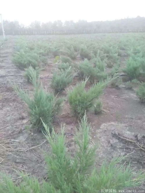 沙地柏一平米种植密度