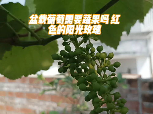 盆栽果树种植技术及玫瑰花修剪教程视频