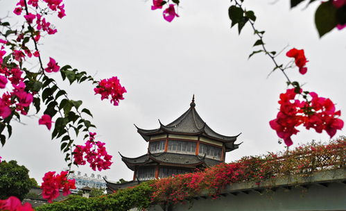 红豆杉开花时间：几月份是红豆杉的盛开时节