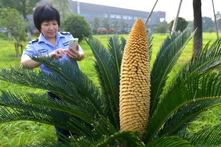 苏铁科的相关植物