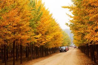 The English Name and Deep Meaning of Ginkgo Leaf