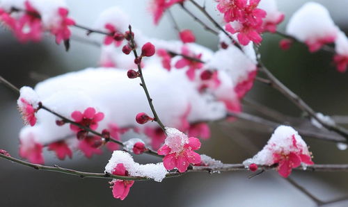 梅花与牡丹：国花之争的美丽花朵