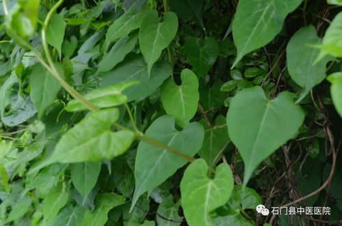 蓼科植物图片集锦（观赏蓼科植物的美景）