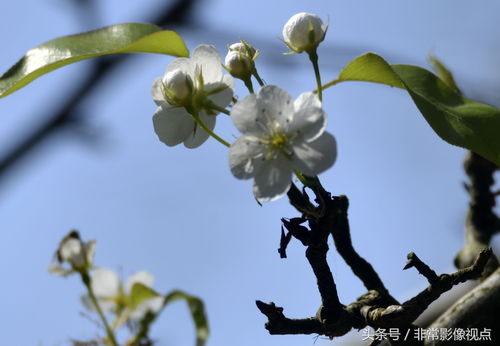 金秋时节的梨树，硕果累累，展示着秋日丰收的喜悦