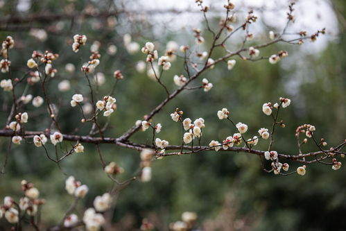 冬季花卉开放时间及特点