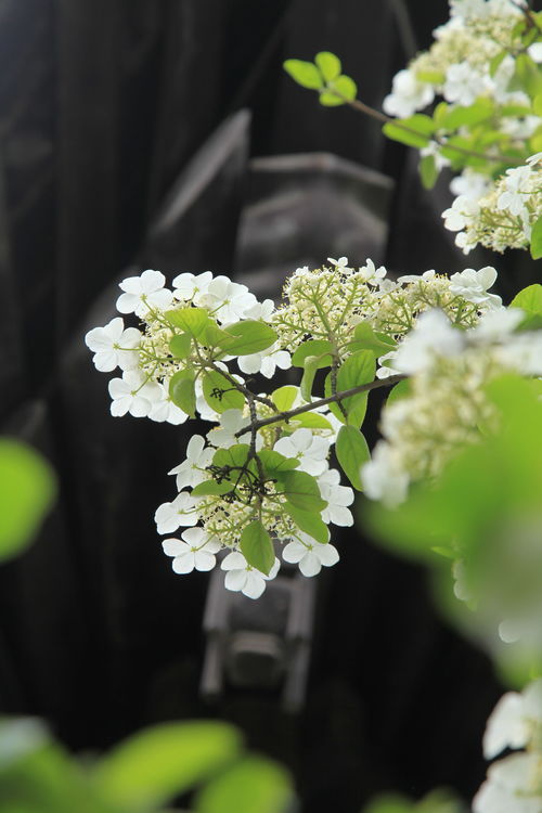 三月盛开的花卉图片：花季的美丽与寓意