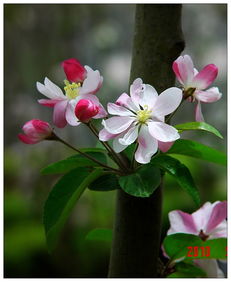 节节生花（花点点，茸茸晒日日迟迟）