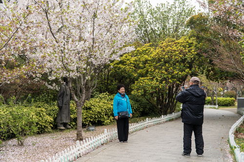 樱花树生长环境需求