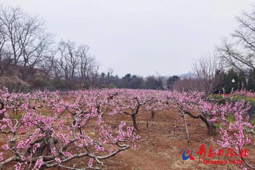 青岛桃花盛开的美景