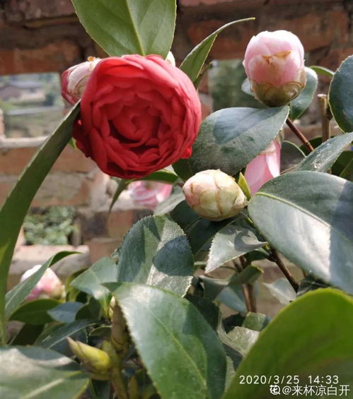 茶花五色赤丹香吗(茶花五色赤丹开花图片)