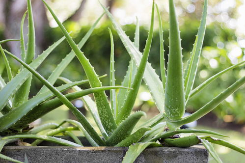 芦荟种植后的浇水指南：何时浇水、如何正确浇水？