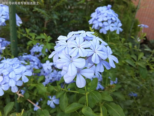 蓝花花教学案例(蓝花坊教案)