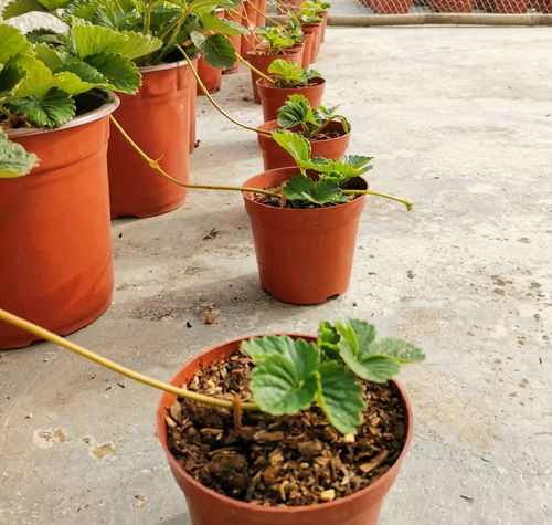 Growing Watermelon Tips