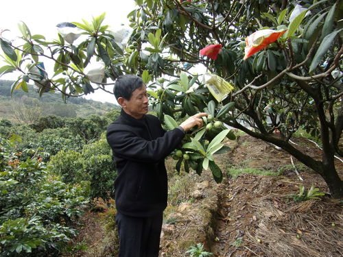 黄皮果树的种植、管理及其施肥技术详解