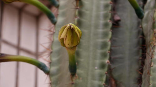 多肉植物种植与养护技巧：从入门到精通