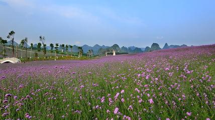 天山薰衣草庄园，美不胜收