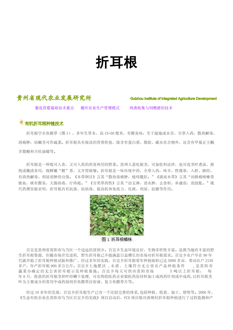 鱼腥草的功效与作用图解