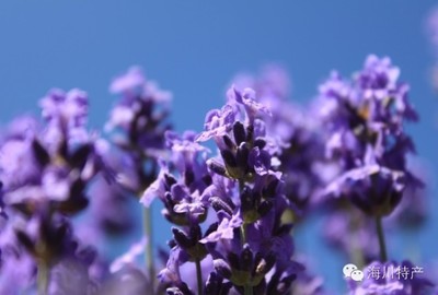 Lavender tea brewing process