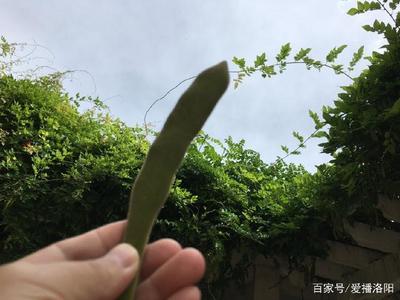 紫藤果实中毒的后果