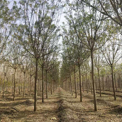 风景树种植讲究