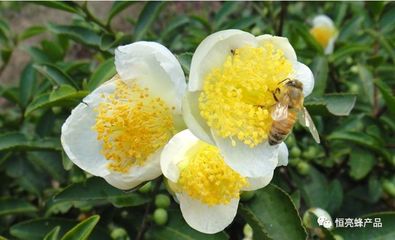 茶花粉与蜂蜜的养生奇效