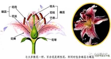 百合花的花瓣形态与用途