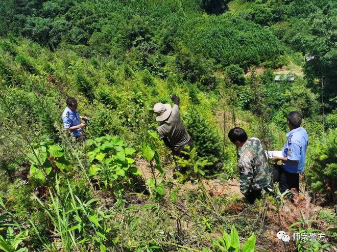 国家二级保护植物红椿树的价值展示