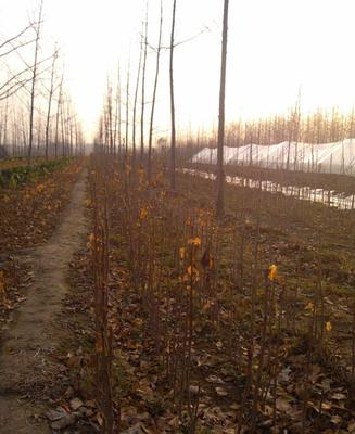 Ginkgo Tree Fruiting Cycle