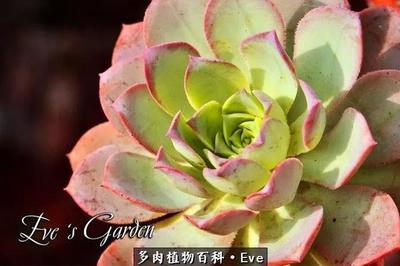 cacti growth (图片展示多肉法师幼苗快速成长的技巧)