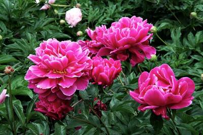 Peony in Bloom