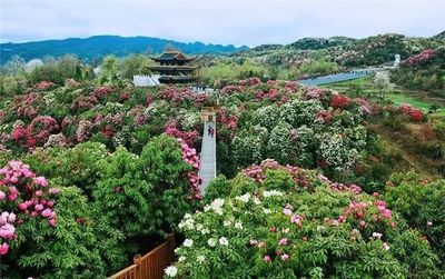 贵州百里杜鹃花海美景