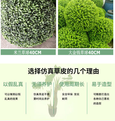 大金钱草与小金钱草（大叶金钱草与小叶金钱草）的比较图