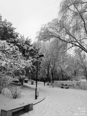 冬季雪绒花图片欣赏