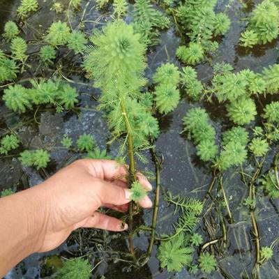 根在水里的常见小型水生植物