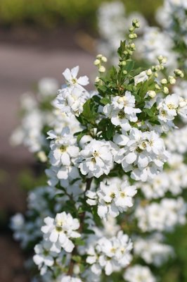 十月份北方开放的花朵