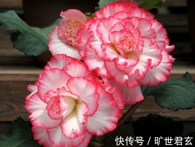 四季海棠花：一年开花次数及季节性特点