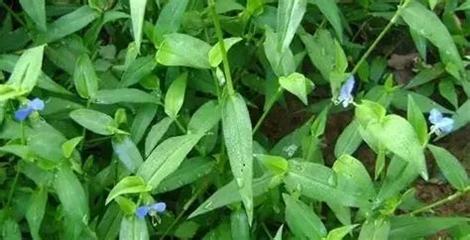 鸭跖草可以做菜吃吗（鸭跖草可食用吗）