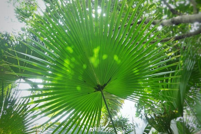 合果芋与绿萝的区别及合果芋是否适合养在家中