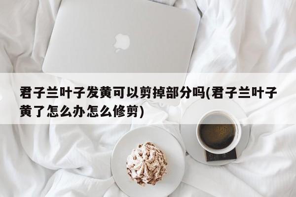 君子兰叶子发黄了，能否修剪掉一部分？