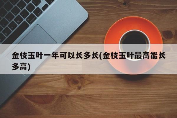 金枝玉叶一年可以长多长(金枝玉叶最高能长多高)的示意图